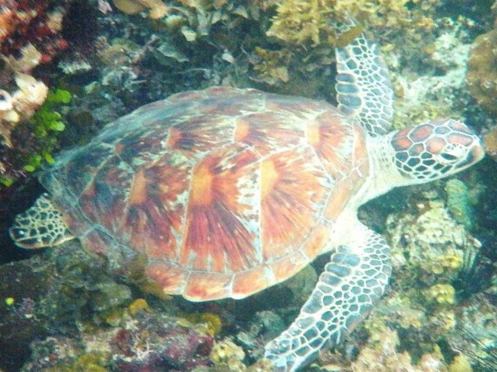 Secret Paradise Resort & Turtle Sanctuary San Vicente  Exterior foto
