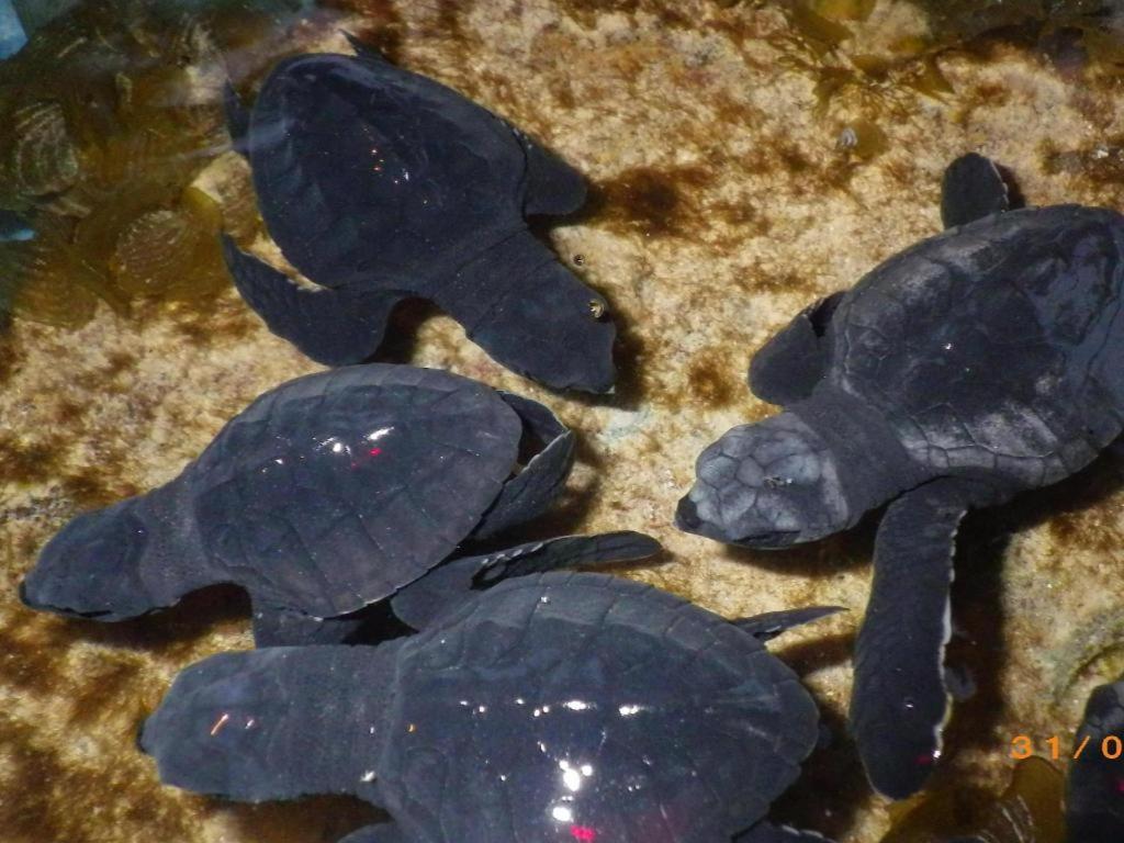 Secret Paradise Resort & Turtle Sanctuary San Vicente  Exterior foto