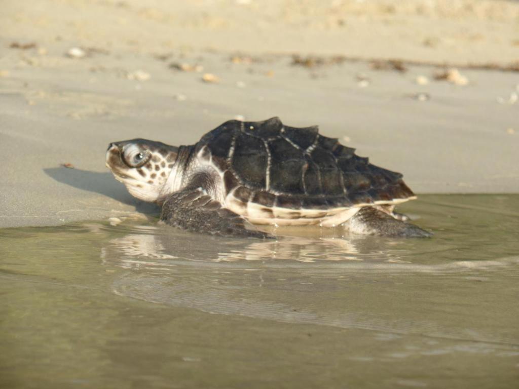 Secret Paradise Resort & Turtle Sanctuary San Vicente  Exterior foto
