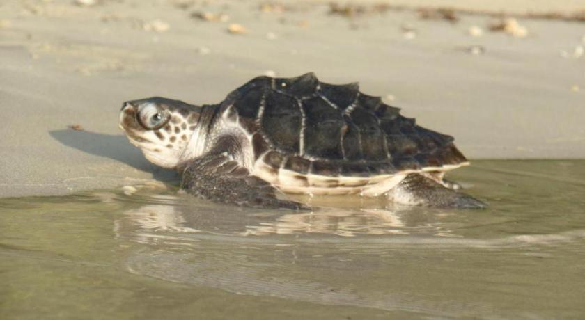Secret Paradise Resort & Turtle Sanctuary San Vicente  Exterior foto