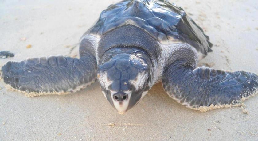 Secret Paradise Resort & Turtle Sanctuary San Vicente  Exterior foto